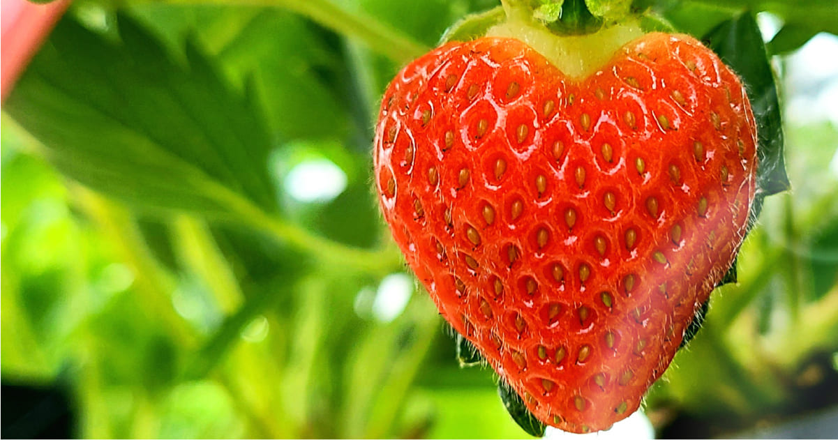 いちごみるく | 安曇野いちごとジャム | NAT's Berry field（ナッツベリーフィールド） | 日本、長野県安曇野市